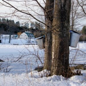 Maple Sugaring - Photo Courtesy of Pineland Farms