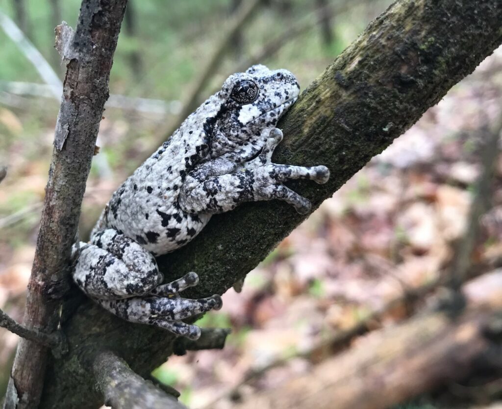 Woodland Wonders - Photo Courtesy of Pineland Farms