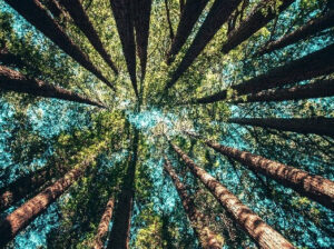 Connect with Nature - Photo Courtesy of Pineland Farms