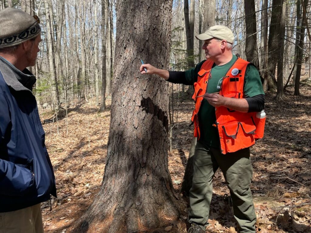 The Forest Trees of Maine - Photo Courtesy of Pineland Farms