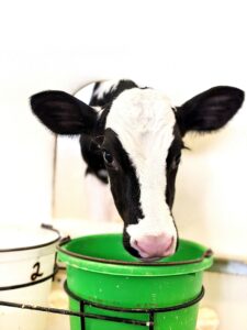 2-Hour Farm Pass June - Photo Courtesy of Pineland Farms