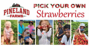 Pick Your Own Strawberries - Photo Courtesy of Pineland Farms