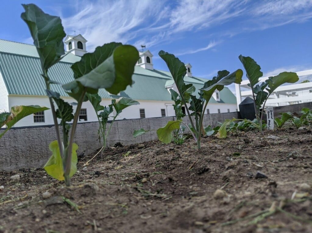 Soil, Seeds, and Sprouts - Photo Courtesy of Pineland Farms