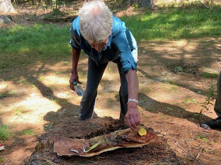 Forest Bathing - Photo courtesy of Pineland Farms