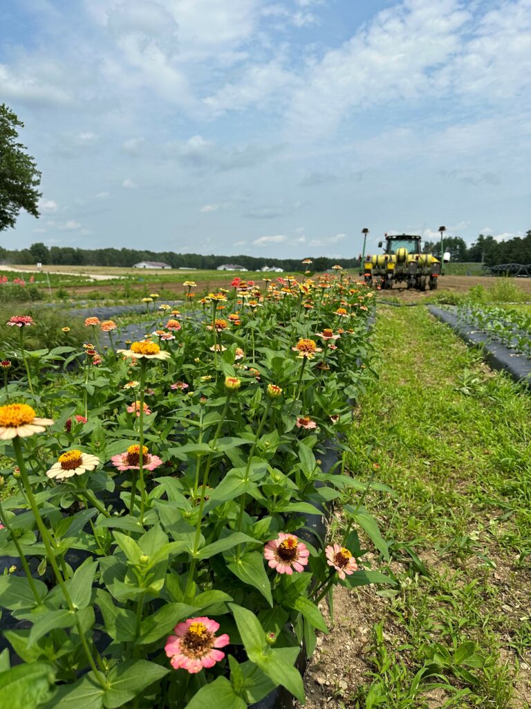 Cut Your Own Flowers -Photo Courtesy of Pineland Farms