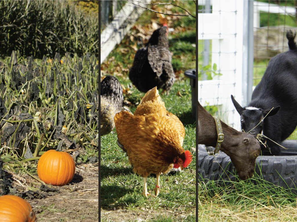 Play Days at Pineland 2-3 y/o - Photo Credit: Pineland Farms