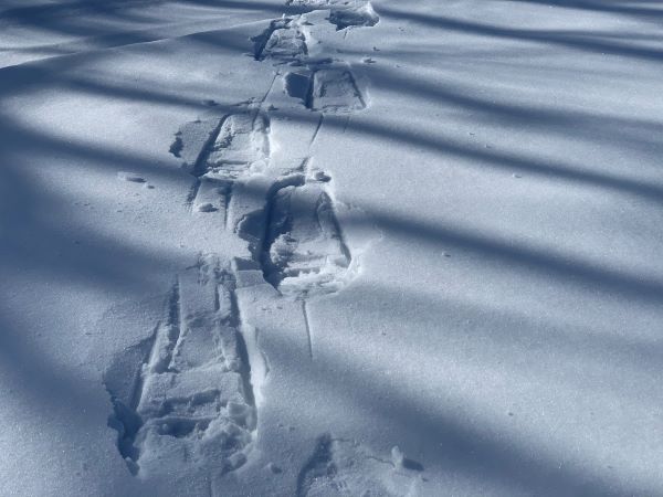 Making Tracks - Photo Credit: Pineland Farms