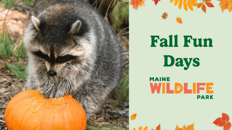 Fall Fun Day - Photo Credit: Maine Department of Inland Fisheries and Wildlife